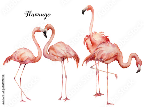 Watercolor pink flamingo group set. Hand painted bright exotic birds isolated on white background. Wild life illustration for design, print, fabric or background.