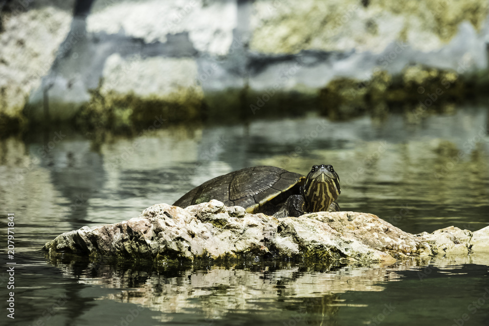 Cuban slider (Trachemys decussata), turtle native to Cuba - Peninsula de Zapata National Park / Zapata Swamp, Cuba Cuban slider (Trachemys decussata), turtle native to Cuba - Peninsula de Zapata National Park / Zapata Swamp, Cuba