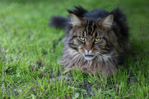 Maine Coon. The largest cat sitting on the grass