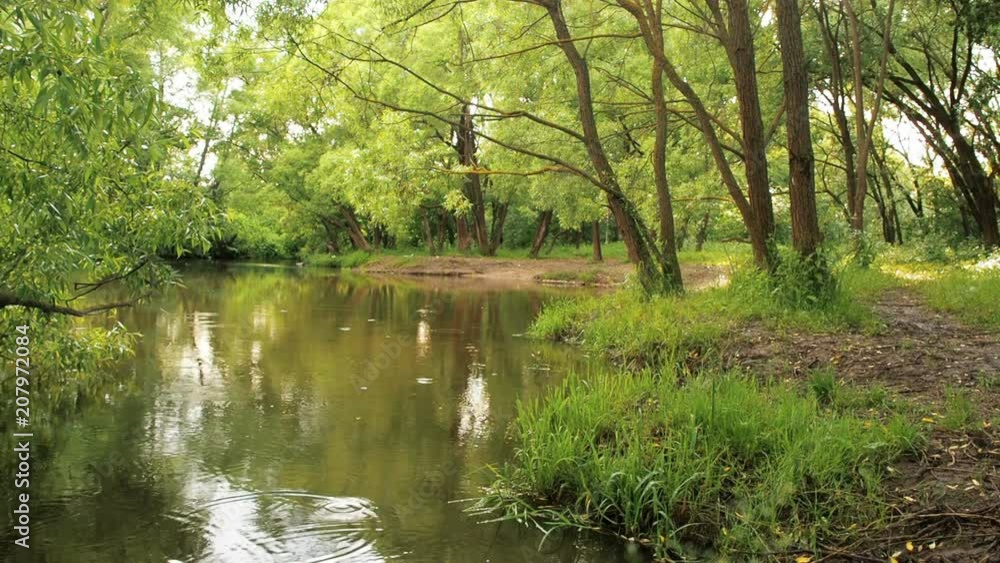 Summer rain in the forest. Rainforest with stream flowing river through