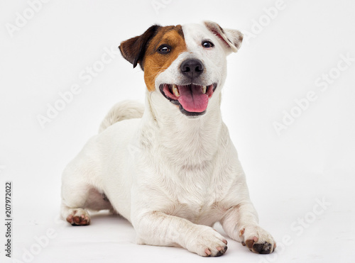 Fototapeta jack russell terrier dog looking at white background