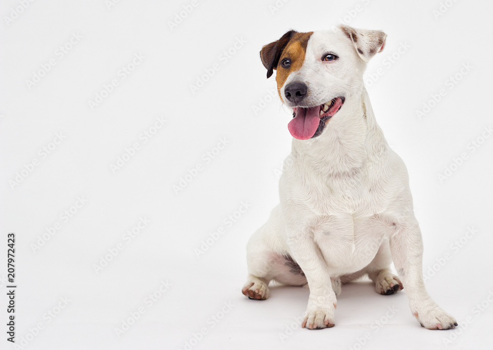 jack russell terrier dog looking at a gray background