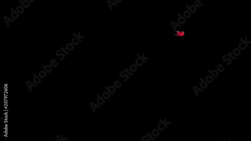 Red Bright Butterfly Flies, Loop,transparent Background