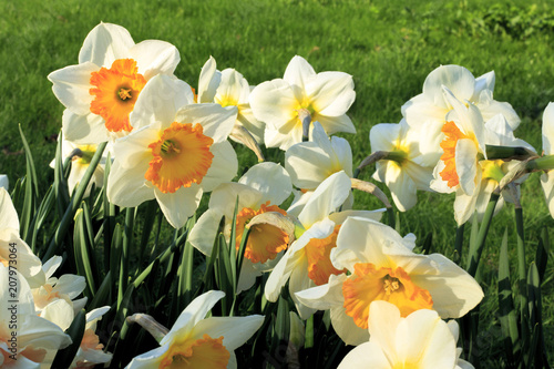 Fototapeta Naklejka Na Ścianę i Meble -  Beautiful white flowers of spring Narcissus