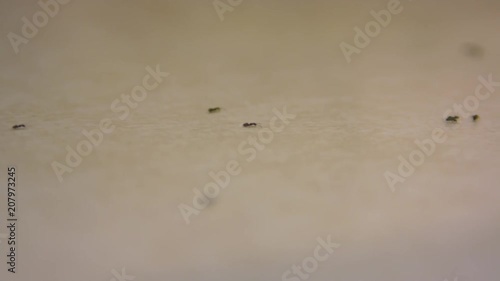 Footage of ants crawling around a kitchen.  Shot on a Blackmagic Ursa Mini Pro 4.6k with a Canon FD 70-210mm f/4.