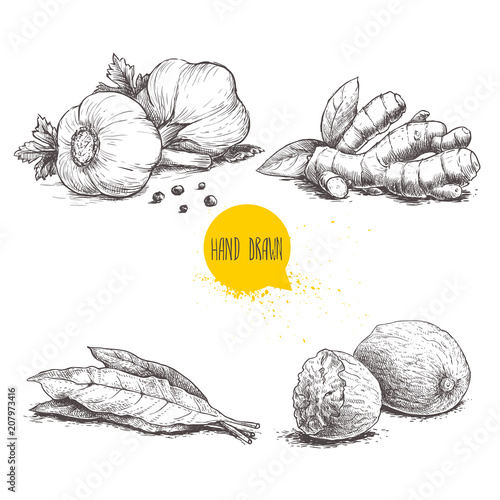 Hand drawn sketch spices set. Garlic composition with parsley, ginger root, bay leaves and nutmegs. Herbs, condiments and spices vector illustration isolated on white background.