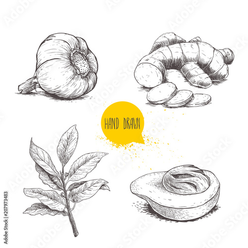 Hand drawn sketch spices set. Garlic, ginger root with cuts, bay leaves branch and nutmeg mace fruit. Herbs, condiments and spices vector illustration isolated on white background.
