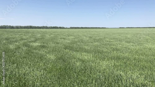 Wheat field under the wind