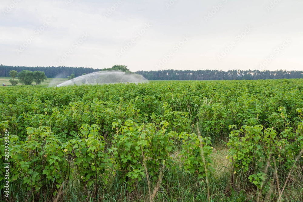 Water sprinkler system working on a field of blackcurrant