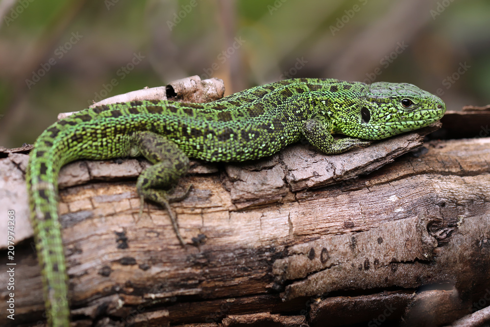 Lizard sitting on log.
