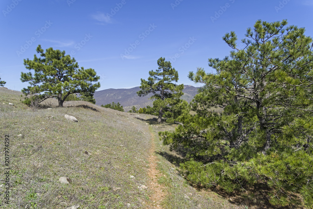 Relict pines near the hiking trail. Crimea.