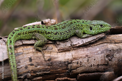 Lizard sitting on log. 