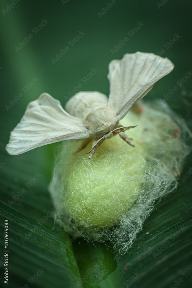 Obraz premium Jedwabnik (bombyx mori) na kokonie, pionowy