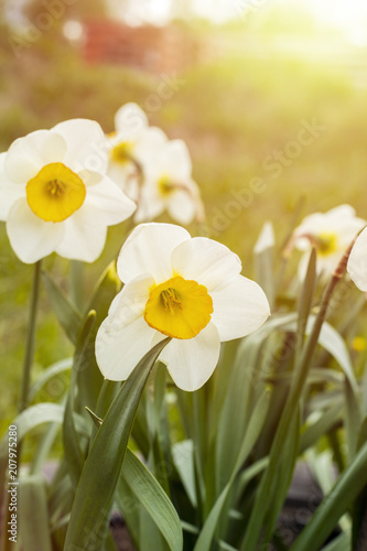 Fototapeta Naklejka Na Ścianę i Meble -  White narcissus (Narcissus poeticus)