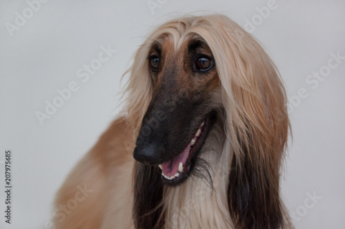 Cute afghan hound isolated on gray background. Eastern greyhound or persian greyhound.