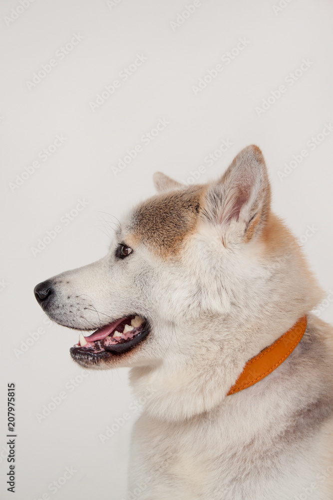 Obraz premium Akita inu close up. Akita ken or japanese akita. Pet animals.