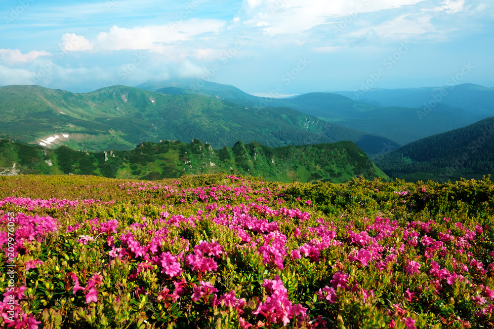 Obraz premium Magiczne różowe kwiaty rododendronów na letniej górze. Dramatyczne niebo i kolorowy zachód słońca. Grzbiet Czarnohora, Karpaty, Ukraina, Europa.