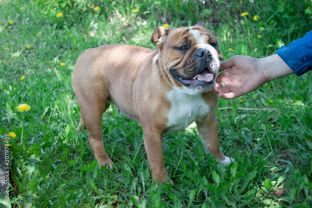 English bulldog is standing on a green meadow with dandelion flowers.