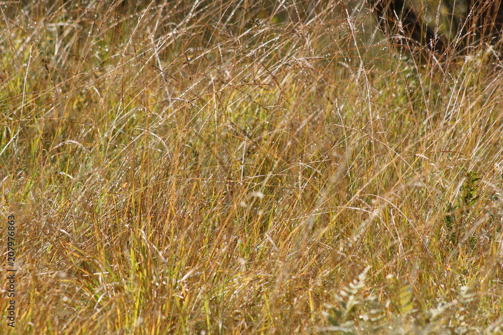 Wildes Feld Wildes Feld