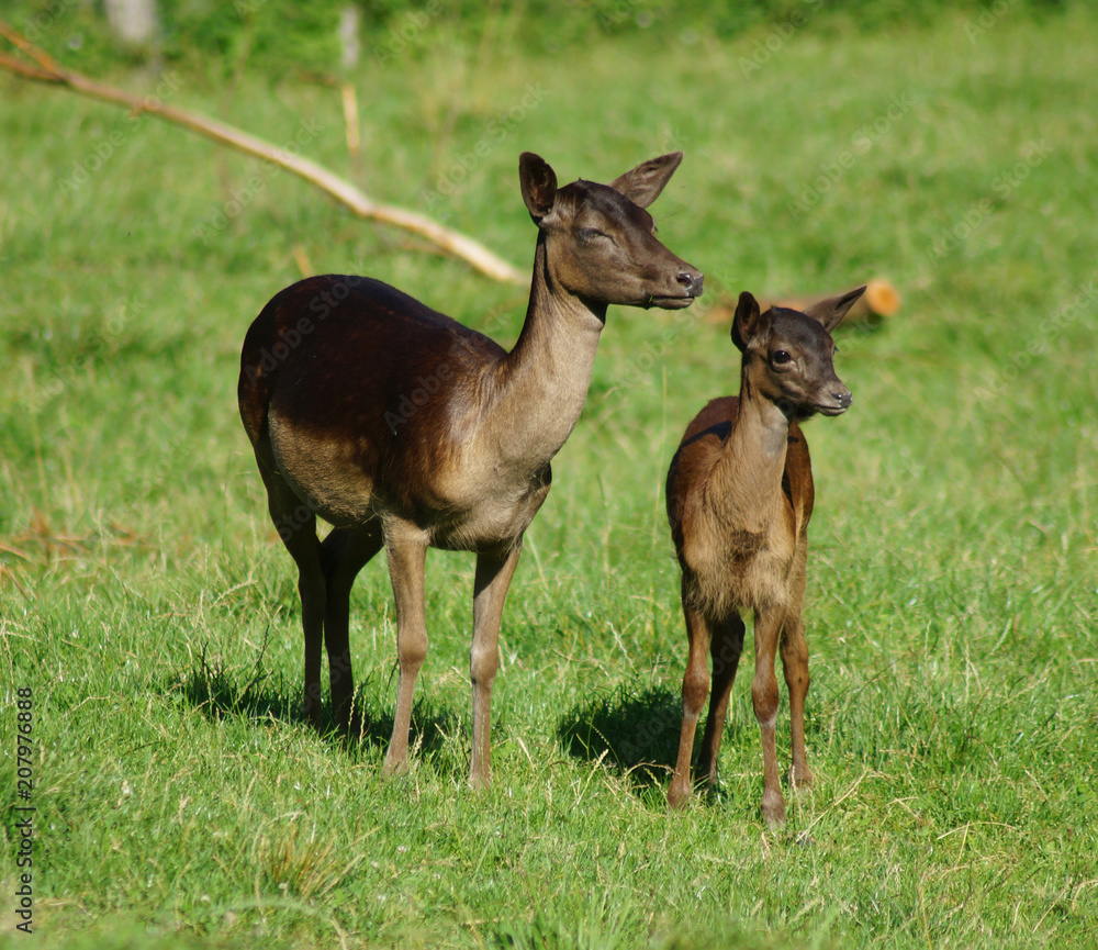 Tiere Tiere