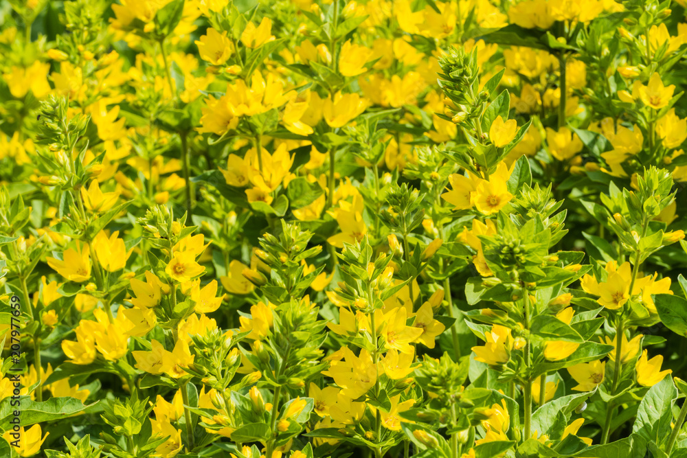 Wallpaper Gelbe Blüten Wallpaper Gelbe Blüten
