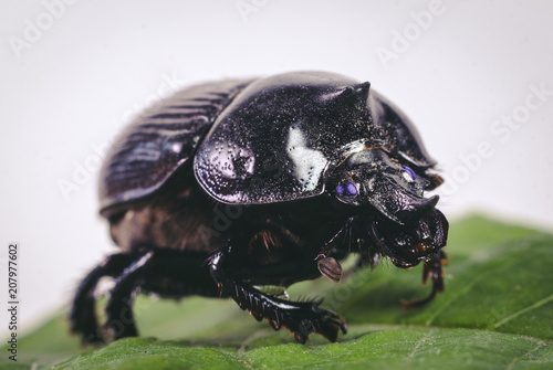 escarabajo © maximiliano