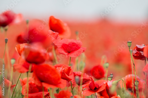 Fototapeta Naklejka Na Ścianę i Meble -  Field of red poppies