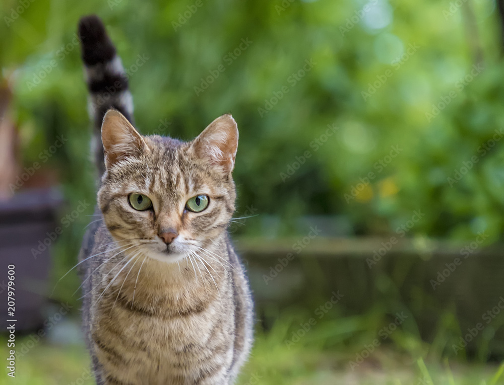Portrait of beauty wild cat with green eyes in the garden Portrait of beauty wild cat with green eyes in the garden