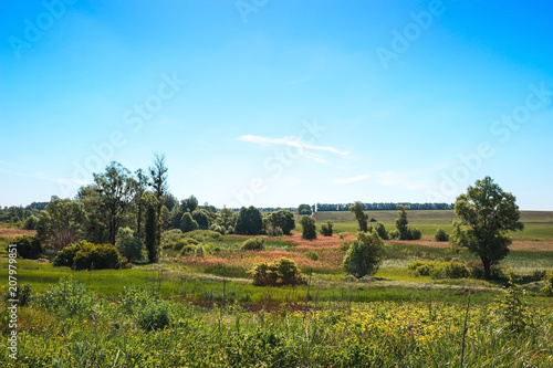 Summer landscape sky, trees, field, bush country scene
