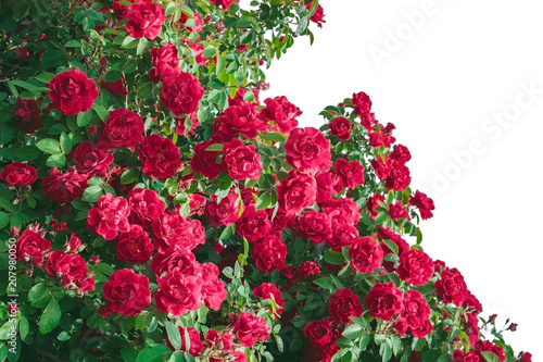 Fototapeta Naklejka Na Ścianę i Meble -  Bush of rose flower red summer background
