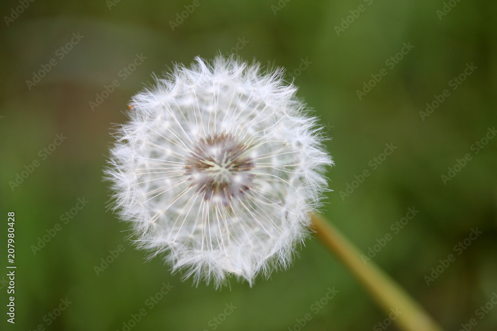 a beautiful dandelion flower against a green background a beautiful dandelion flower against a green background