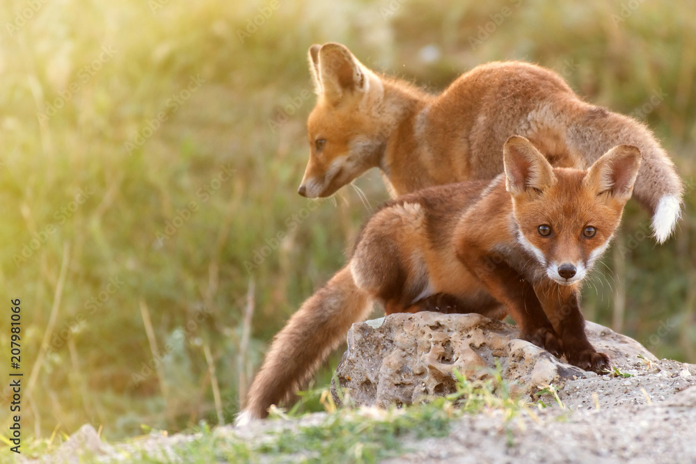 Two Little Red Fox near his hole Two Little Red Fox near his hole