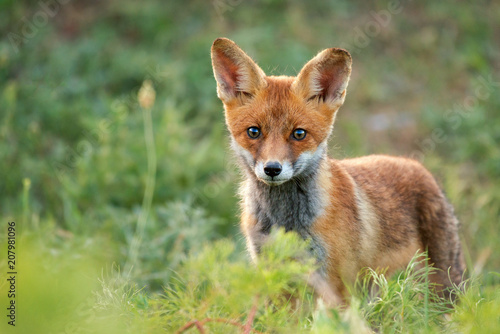 Little Red Fox stands in the grass. Close Up