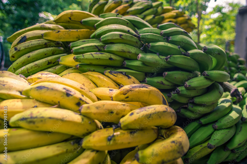 bananas, organic growing bananas on Tropical place