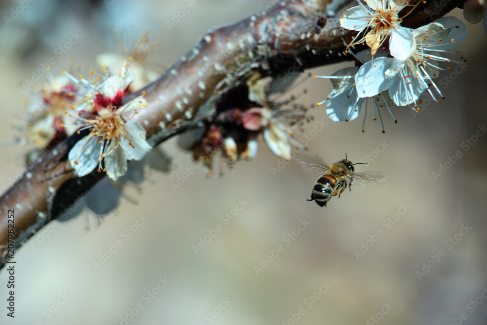 Obraz premium pollen picking bee