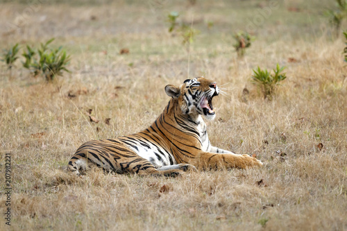 Tiger yawning in Bandhavgarh National Park in India