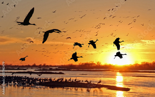 Migrating Sandhill Cranes along the Platte River in Kearney, Nebraska
