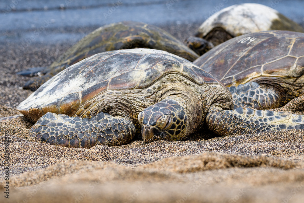 Obraz premium Hawaiian Green Sea Turtles pulled up out of the Pacific Ocean resting on a sandy beach in Kaloko-HonoKohau National Park, Hawaii 