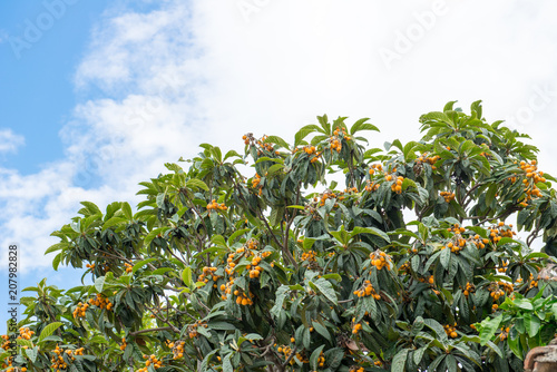 Fotografija loquat tree