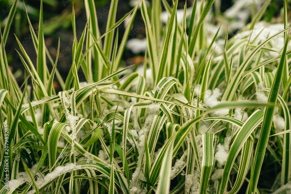 Green grass on lawn, covered with white snow. Crystals of ice on plants. Unexpected snow in springtime. Spring anomaly. Weather phenomenon. Green grass on lawn, covered with white snow. Crystals of ice on plants. Unexpected snow in springtime. Spring anomaly. Weather phenomenon.