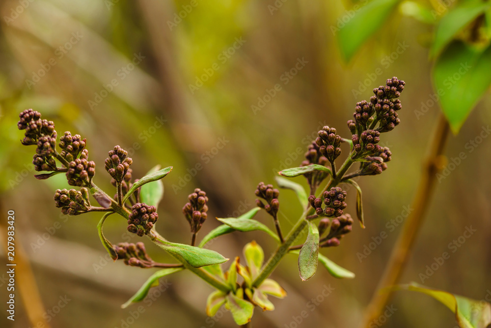 Bud of syringa in springtime. Beautiful lilac tree in close-up. Background with greenery. Lilac flowers blooms in spring. Bud of syringa in springtime. Beautiful lilac tree in close-up. Background with greenery. Lilac flowers blooms in spring.