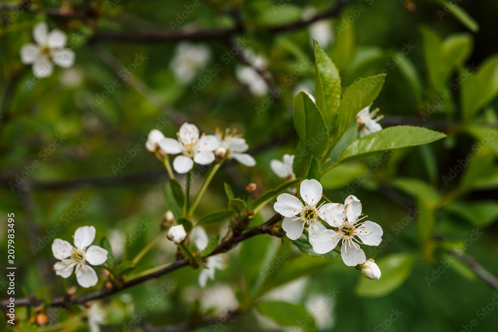 Beautiful flowers of tree cerasus close-up. Romantic background of branch spring flowers in macro with copy space. Small white flowers with yellow pestle and stamens. Blooming plants of springtime. Beautiful flowers of tree cerasus close-up. Romantic background of branch spring flowers in macro with copy space. Small white flowers with yellow pestle and stamens. Blooming plants of springtime.