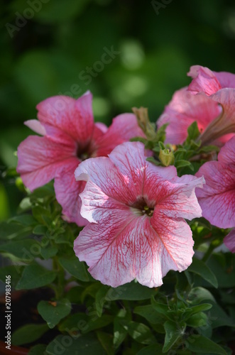 Fototapeta Naklejka Na Ścianę i Meble -  flower pink plant