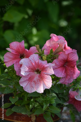 flower pink plant