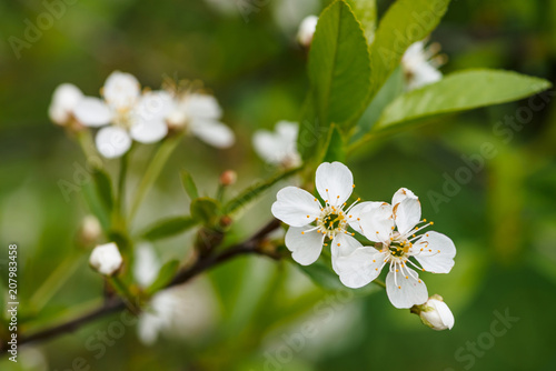Beautiful flowers of tree cerasus close-up. Romantic background of branch spring flowers in macro with copy space. Small white flowers with yellow pestle and stamens. Blooming plants of springtime.