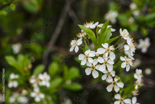 Beautiful flowers of tree cerasus close-up. Romantic background of branch spring flowers in macro with copy space. Small white flowers with yellow pestle and stamens. Blooming plants of springtime.