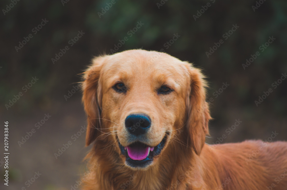 Dog love Dog love