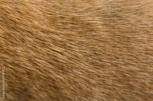 Close up Brown dog fur background