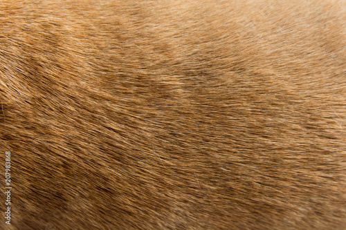 Wallpaper Mural Close up Brown dog fur background Torontodigital.ca
