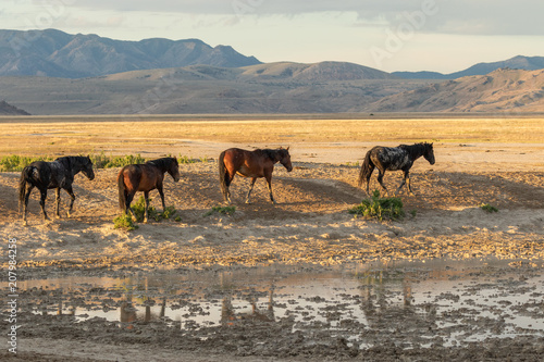 Herd of wild Horses in the Utah Desert in Summer © natureguy